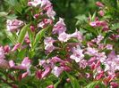 weigela florida