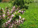 weigela florida