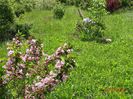 weigela florida