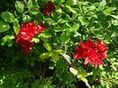 azalea Doloroso