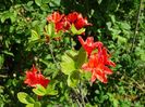 azalea Feuerwerk