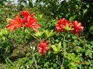 azalea Feuerwerk