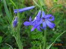 triteleia Royal Blue