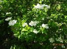 viburnum xanthocarpum