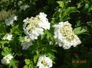 viburnum xanthocarpum