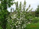 weigela candida