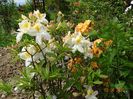azalea Schneegold si Csardas