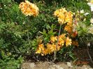 azalea Csardas