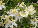 azalea Schneegold