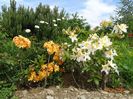 azalea Schneegold si Csardas