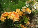 azalea Csardas