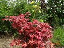 acer palmatum Beni Maiko