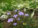 campanula patula