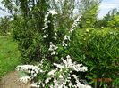 spiraea Halward's Silver