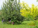 gleditsia Sunburst