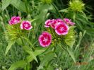 dianthus barbatus