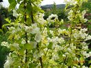philadelphus Aureus