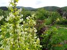 philadelphus Aureus