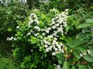 spiraea Halward's Silver