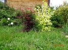 acer palmatum Trompenburg si philadelphus Aureus