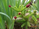 picea abies Pusch