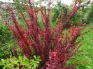 berberis Orange Rocket