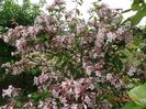 kolkwitzia amabilis Pink Cloud