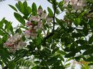 robinia hillieri