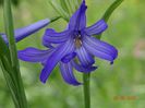 triteleia Royal Blue