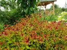 spiraea Magic Carpet