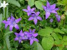 campanula patula