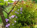 spiraea Firelight