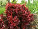 berberis Admiration