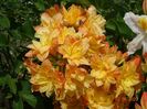 azalea Csardas