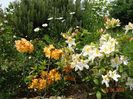 azalea Schneegold si Csardas
