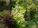 acer palmatum Trompenburg si philadelphus Aureus