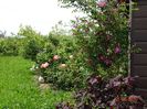 rosa pendulina Harstad