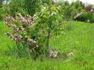 weigela florida