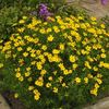 coreopsis zagreb