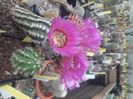 Echinocereus caespitosus v caespitosus