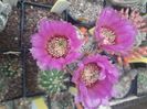Echinocereus caespitosus v caespitosus