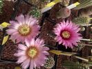 Echinocereus sp