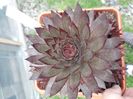 Sempervivum