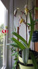Paphiopedilum philippinense