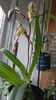 Paphiopedilum philippinense