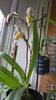 Paphiopedilum philippinense