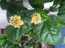 lantana