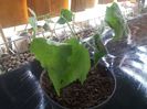 abutilonul,noua achizitie
