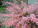 berberis harlequin