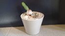 Euphorbia tubiglans